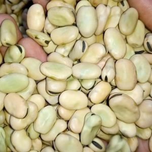 FAVA BEANS